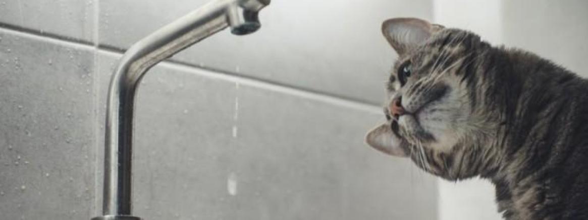 Squirting: ¿Santo Grial o cuento de hadas?